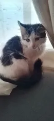 Purebred Persian Kitten - 1-3 Months Male - 1