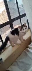 Purebred Persian Kitten - 1-3 Months Male - 2