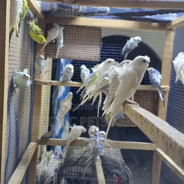 Flower Budgies (Hogoromo) Pair - 1