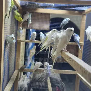 Flower Budgies (Hogoromo) Pair