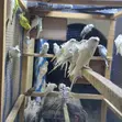 Flower Budgies (Hogoromo) Pair - 1