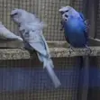 Flower Budgies (Hogoromo) Pair - 2