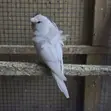 Flower Budgies (Hogoromo) Pair - 3