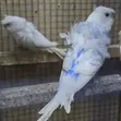 Flower Budgies (Hogoromo) Pair - 4