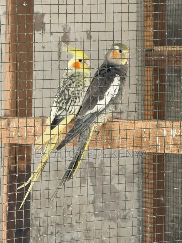 Cockatiel Breeding Pair - 1