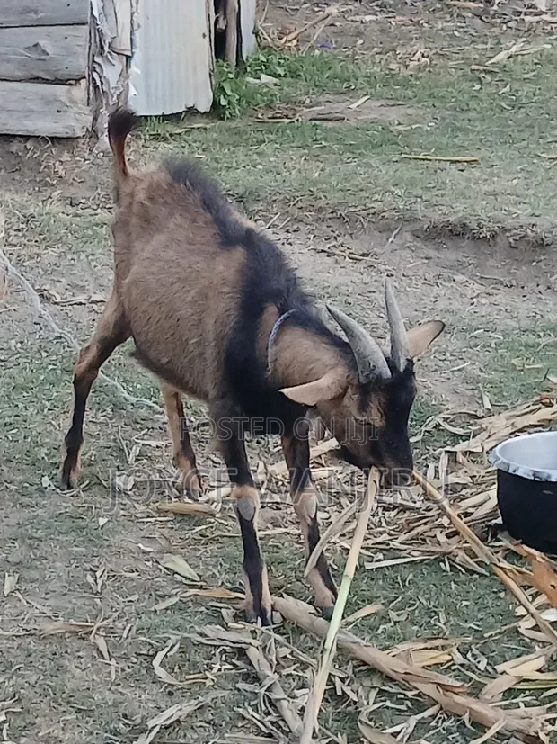 Male Goat - 10 Months Old - 1