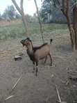 Mbuzi Jike - Miezi 10 - 2