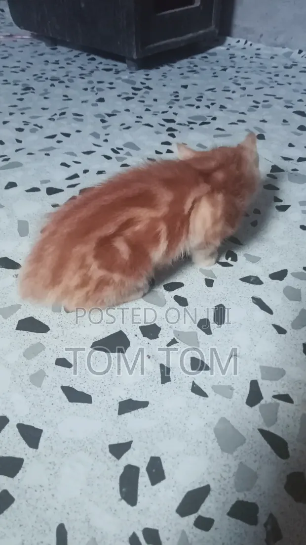 Male Mixed Breed Cat (3-6 Months) - 1