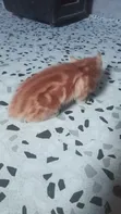 Male Mixed Breed Cat (3-6 Months) - 1