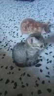 Male Mixed Breed Cat (3-6 Months) - 2