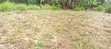 Plot Karibu na Thika Super Highway, Mpaka wa Kasarani/Githurai - 5