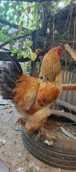 Buff Brahma Cock for Sale