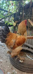 Buff Brahma Cock for Sale - 1