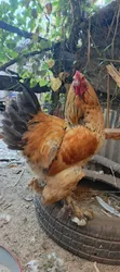 Buff Brahma Cock for Sale - 2