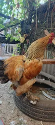 Buff Brahma Cock for Sale - 3
