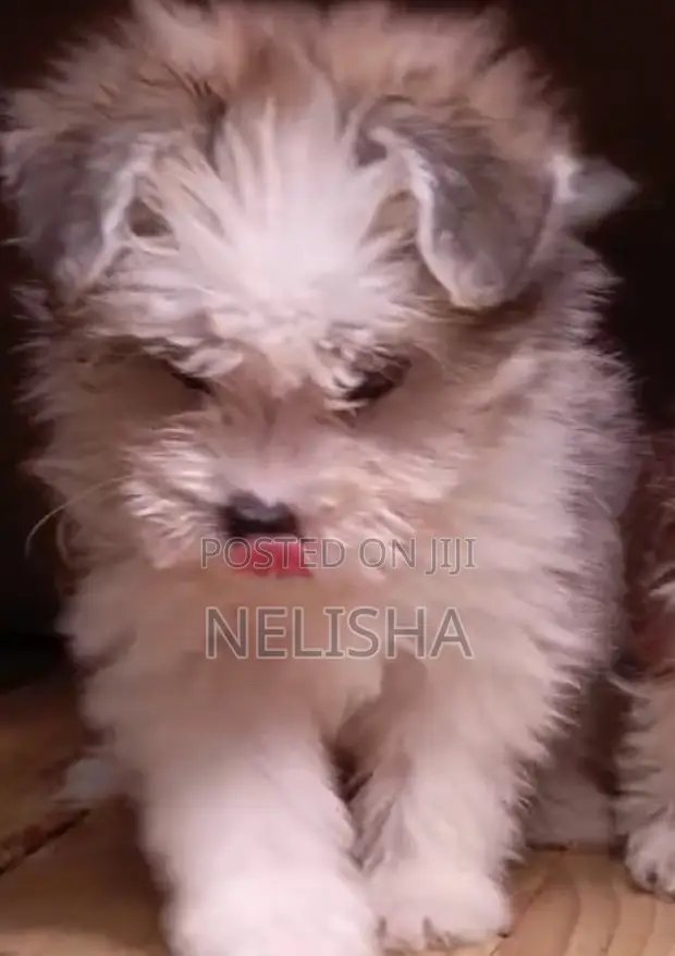 Mbwa Mchanga wa Havanese Safi - Miezi 1-3 - 1