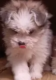 Mbwa Mchanga wa Havanese Safi - Miezi 1-3 - 1