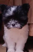 Mbwa Mchanga wa Havanese Safi - Miezi 1-3 - 2