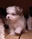 Mbwa Mchanga wa Havanese Safi - Miezi 1-3 - 3