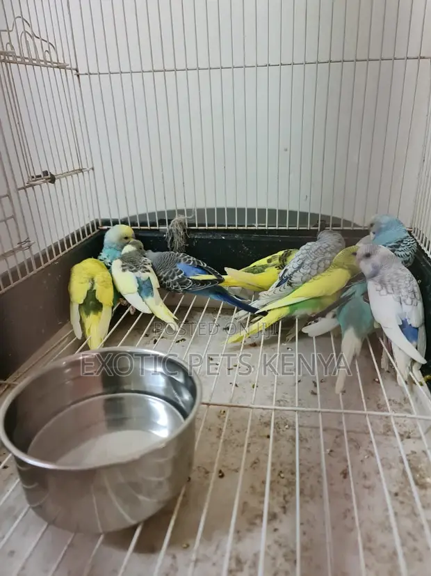 Young Parakeet Budgies - 1