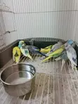 Young Parakeet Budgies - 1