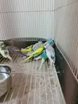 Young Parakeet Budgies - 2