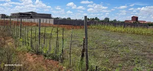 Commercial 1/4 Plots for Sale Eldoret Kimumu Marura