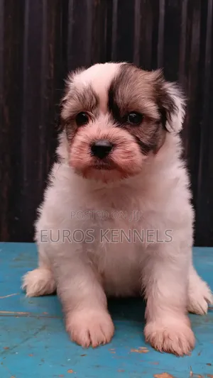 Female Purebred Havanese Puppy (1-3 Months)