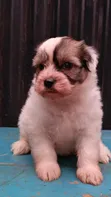 Female Purebred Havanese Puppy (1-3 Months) - 2