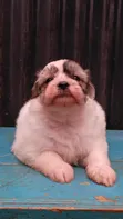 Female Purebred Havanese Puppy (1-3 Months) - 3