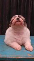 Female Purebred Havanese Puppy (1-3 Months) - 4