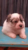 Female Purebred Havanese Puppy (1-3 Months) - 5