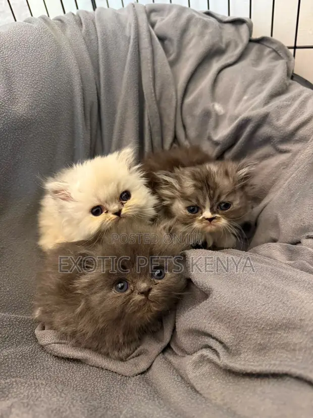 Purebred Persian Kittens - 1-3 Months Old - 1