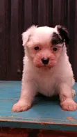 Female Purebred Havanese Puppy (1-3 Months) - 1