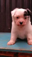 Female Purebred Havanese Puppy (1-3 Months) - 2