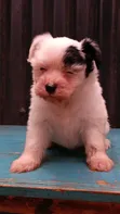 Female Purebred Havanese Puppy (1-3 Months) - 3