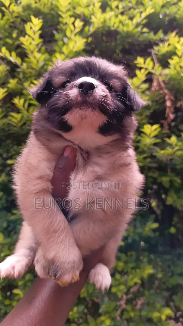 Purebred Havanese Puppy - 1-3 Months Male - 1