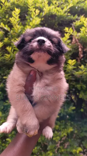 Purebred Havanese Puppy - 1-3 Months Male