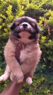 Purebred Havanese Puppy - 1-3 Months Male - 1