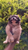 Purebred Havanese Puppy - 1-3 Months Male - 2