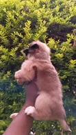 Purebred Havanese Puppy - 1-3 Months Male - 3