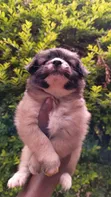 Purebred Havanese Puppy - 1-3 Months Male - 4
