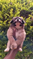 Purebred Havanese Puppy - 1-3 Months Male - 5