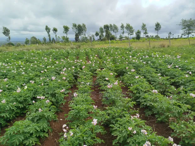 One Acre Land for Sale in Mweiga, Nyeri - 1