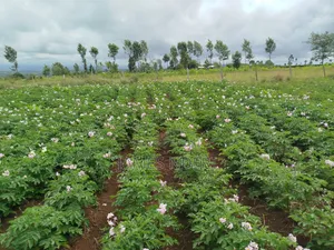 One Acre Land for Sale in Mweiga, Nyeri