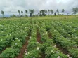 One Acre Land for Sale in Mweiga, Nyeri - 1