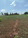 One Acre Land for Sale in Mweiga, Nyeri - 2