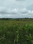 One Acre Land for Sale in Mweiga, Nyeri - 3