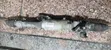 Toyota Mark X 2WD Steering Rack - 4