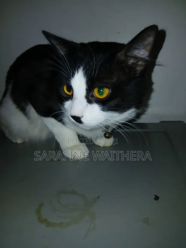 Male Mixed Breed British Shorthair, 6-12 Months - 1